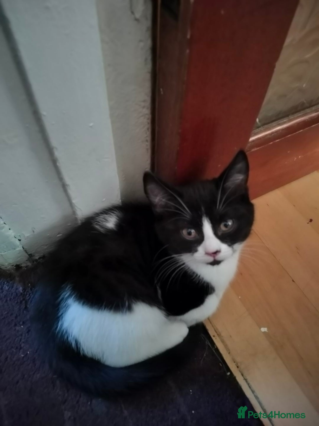 Mixed Breed cats for sale: 3 Gorgeous girls looking for home - Image 8