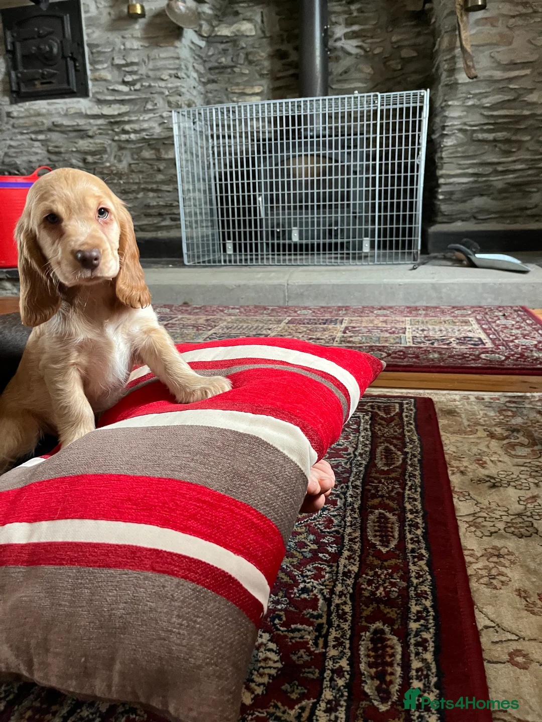 Cocker Spaniel dogs for sale: Health tested KC show type cocker 🐶 ⭐️  - Advert 4