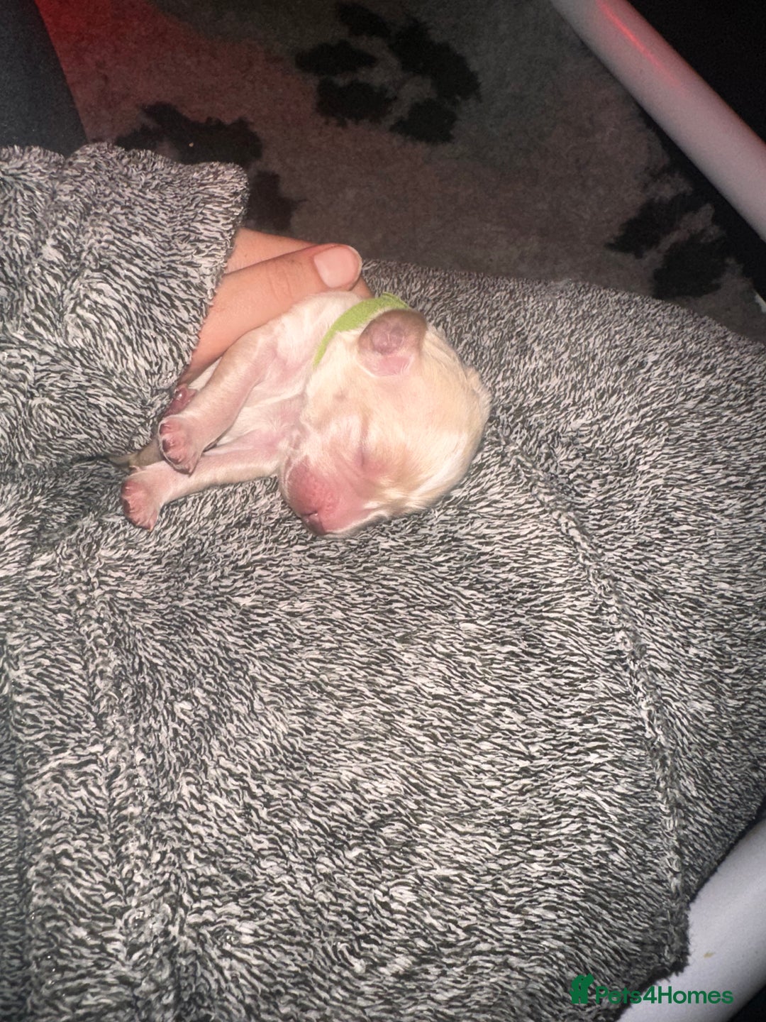 Cockapoo dogs for sale: Beautiful mixed Merle F2B Cockapoos  - Image 5