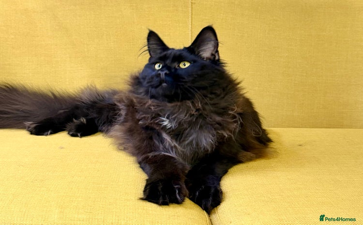 Maine Coon cats Gorgeous Black Smoke Purebred Maine Coon - Advert 4