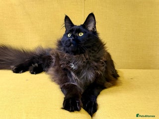 Maine Coon cats Gorgeous Black Smoke Purebred Maine Coon - Advert 16