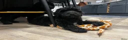 Cockapoo dogs for sale: Stunning Chocolate Show Cockapoo pups - Advert 21