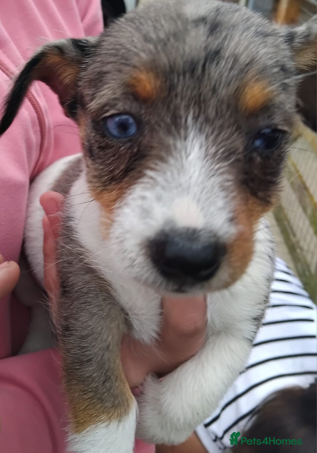 Jack Russell dogs for sale: Jack Russell puppy for sale - Image 1