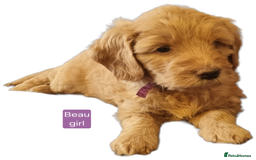 Labradoodle dogs for sale: Outstanding beautiful labradoodles F3b puppies - Image 1