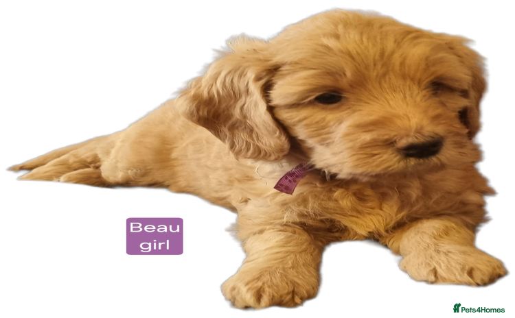 Labradoodle dogs - Advert 1