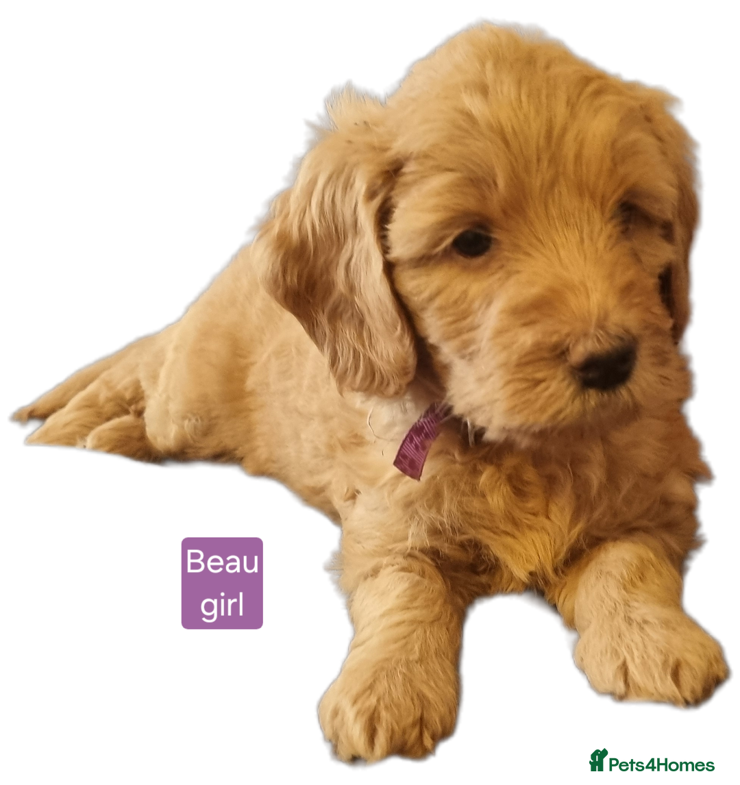 Labradoodle dogs for sale: Outstanding beautiful labradoodles F3b puppies - Image 1
