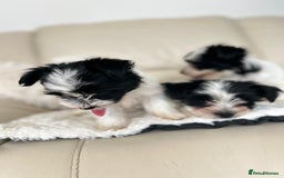 Biewer Terrier dogs for sale: ✨ Beautiful Biewer x Biro Terrier Puppies✨   - Image 6