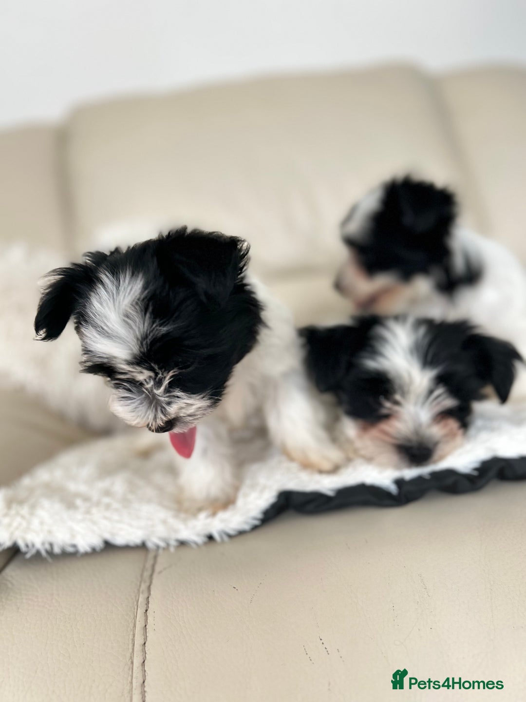 Biewer Terrier dogs for sale: ✨ Beautiful Biewer x Biro Terrier Puppies✨   - Image 6