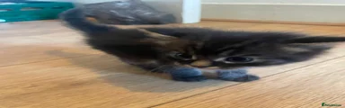 Mixed Breed 2