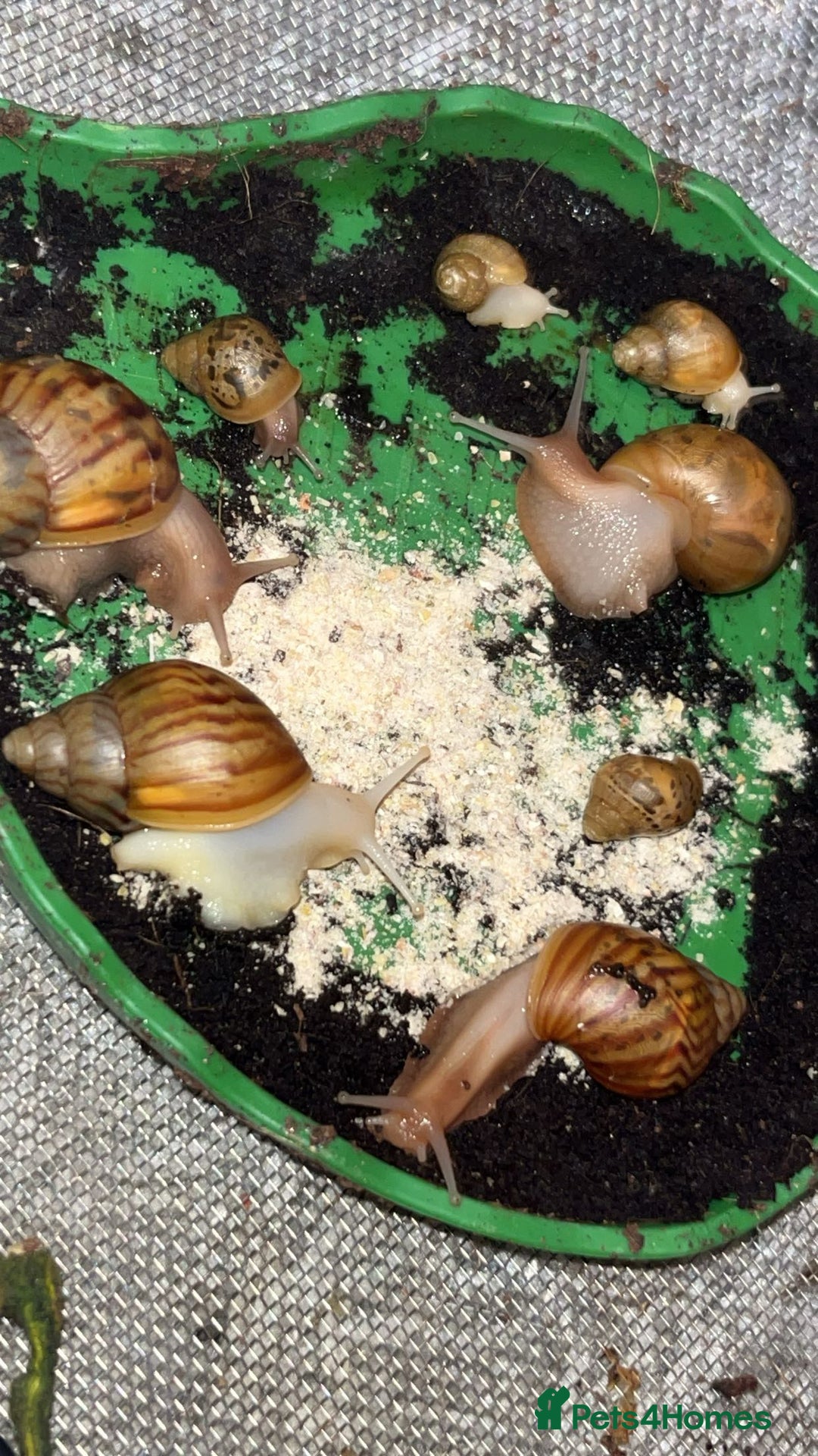 Snails invertebrates for sale: Giant African land snails  - Image 2
