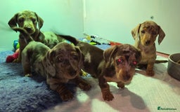 Miniature Dachshund dogs for sale: dapple pups - Image 12