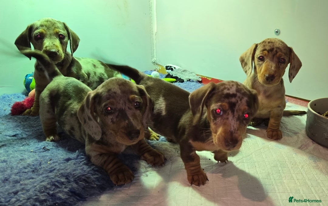 Miniature Dachshund dogs for sale: dapple pups - Image 12