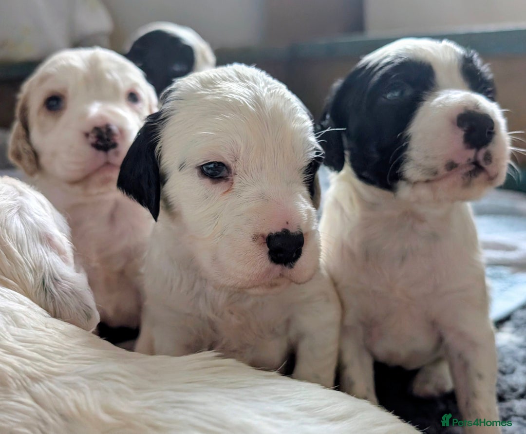 English Setter dogs for sale: English setters - Advert 12
