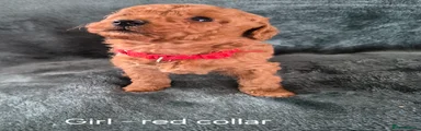 Mini Goldendoodle 2