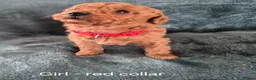 Mini Goldendoodle dogs for sale: Miniature Goldendoodle pups - Advert 8