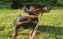 Rottweiler dogs for sale: 3 year old male Rottweiler  - Image 8