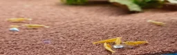 Shrimps fish for sale: Gold Yellow Cherry Shrimp  - Advert 4
