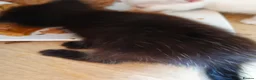 Ragdoll cats for sale: Free Mixed Ragdoll Deposit Only in Oldham - Advert 8