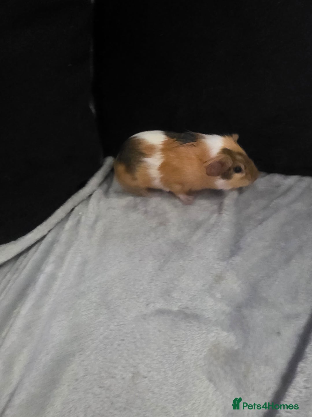 Guinea Pig rodents for sale: Baby Guinea pigs  - Advert 12