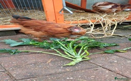 Chickens poultry for sale: Trio of naked neck silkie cross bufford brown - Advert 6
