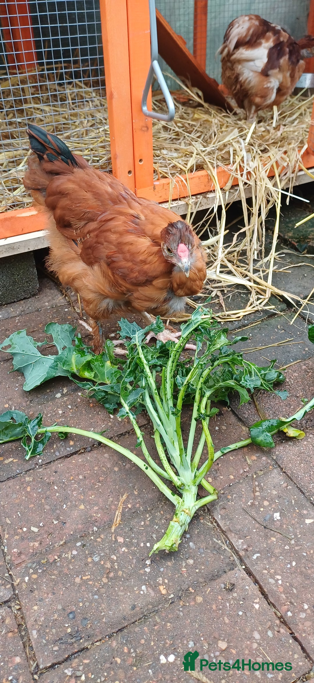 Chickens poultry for sale: Trio of naked neck silkie cross bufford brown - Advert 6