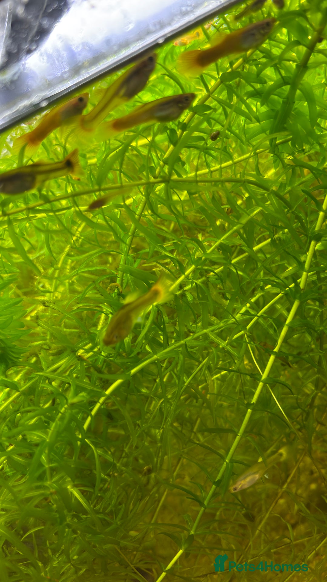 Live Bearers fish for sale: Guppies (Mixed gender and age) - Advert 4