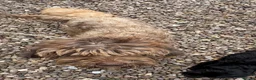 Labradoodle dogs for sale: Gorgeous puppies for sale!  - Advert 2