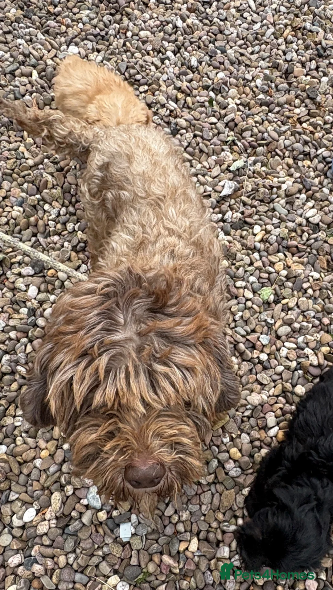 Labradoodle dogs for sale: Gorgeous puppies for sale!  - Advert 2