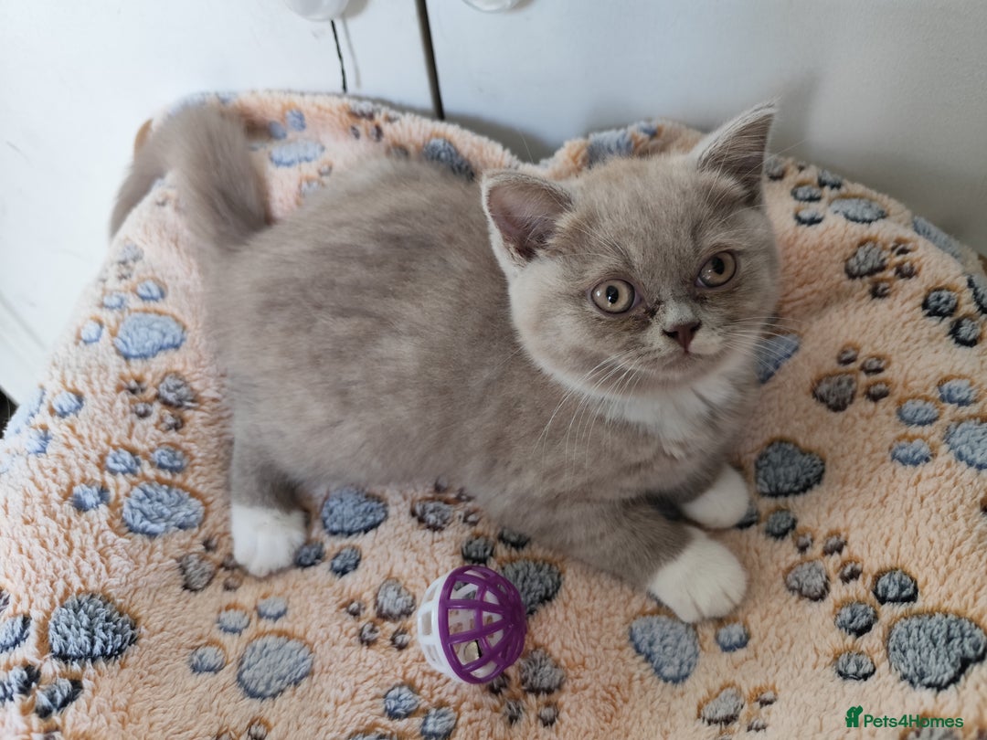 British Shorthair cats for sale: READY NOW Beautiful British Shorthair Kittens - Image 11