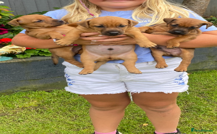 Mixed Breed dogs - Advert 3