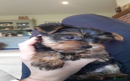 Yorkshire Terrier dogs for sale: Yorkshire terrier puppies  - Image 12
