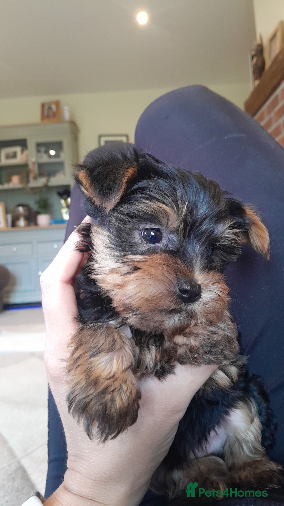 Yorkshire Terrier dogs for sale: Yorkshire terrier puppies  - Image 12