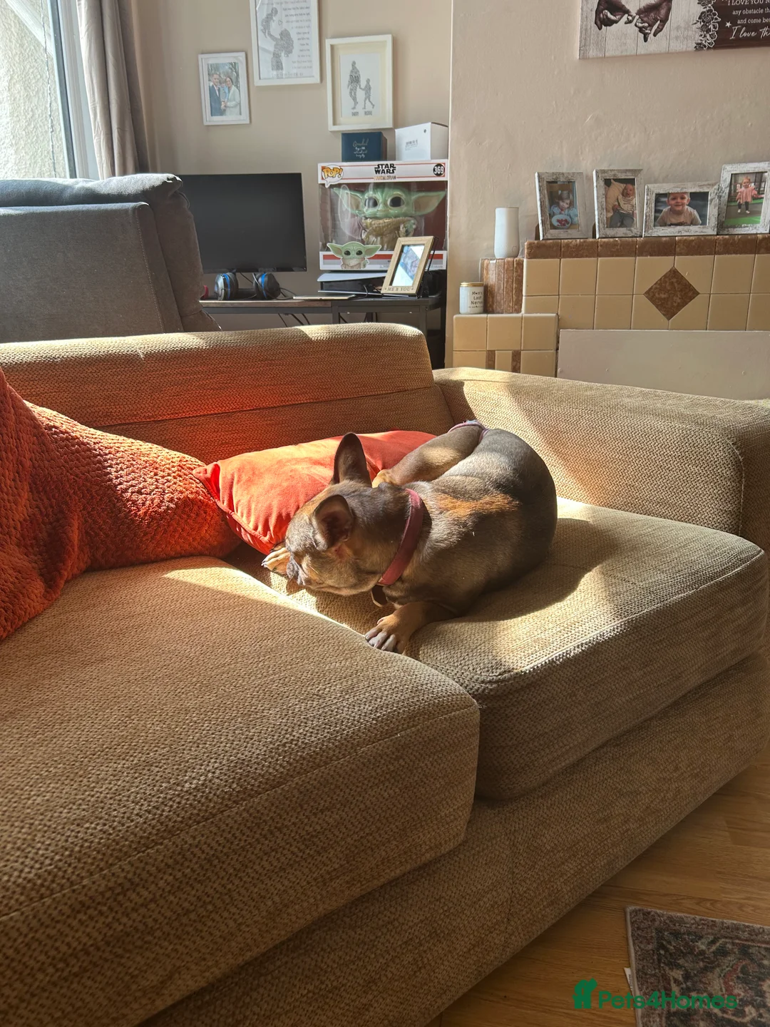 French Bulldog dogs for sale: Poppy - Advert 3