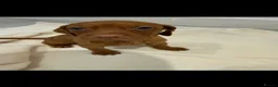 Hungarian Vizsla dogs for sale: Exceptional Hungarian Vizsla Puppies - Advert 14