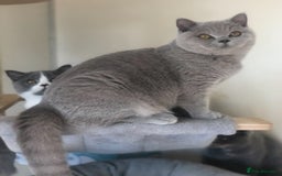 British Shorthair cats for sale: Beautiful Lilac BSH champion Line kittens - Image 37
