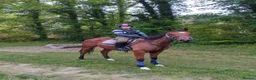 Irish Thoroughbred horses for sale: 15.2hh lovely sensible all rounder - Advert 8