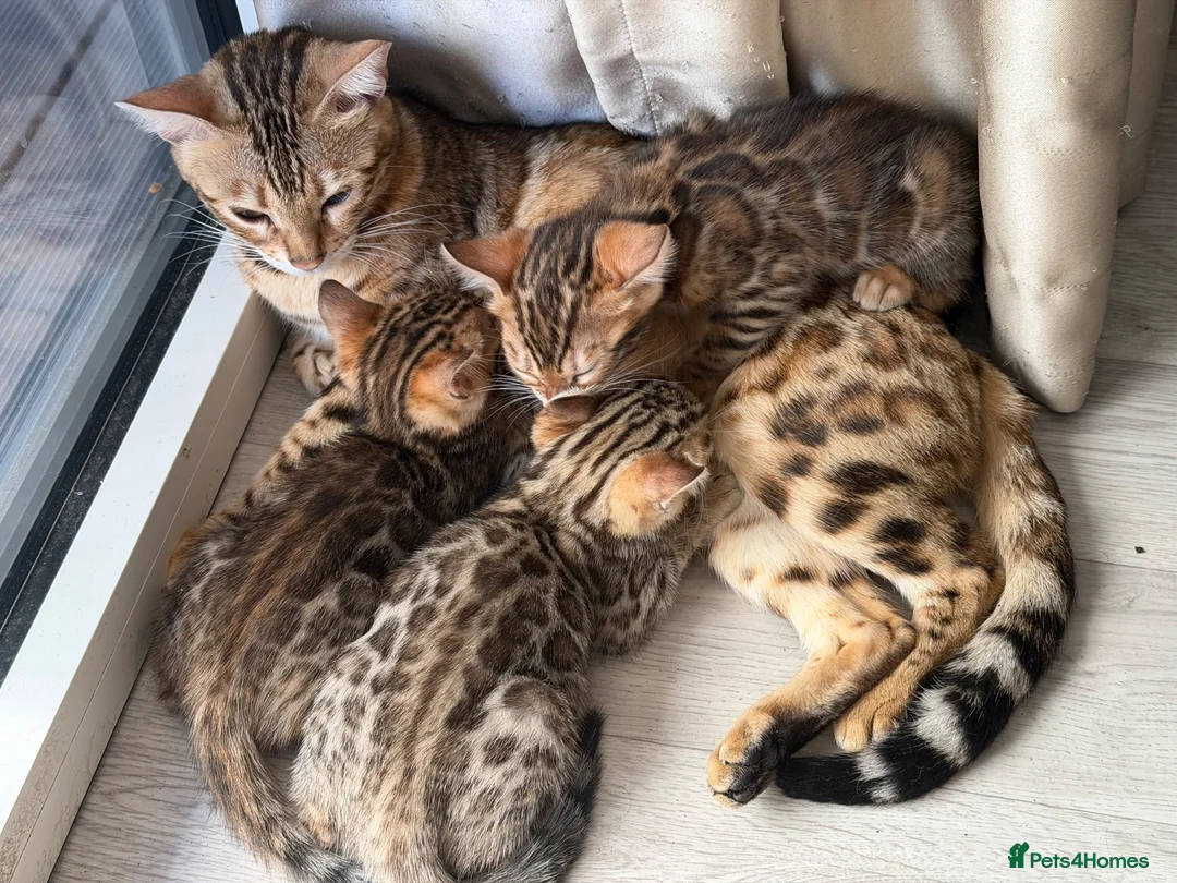 Bengal cats for sale: High-End & Premium Collect - Advert 1