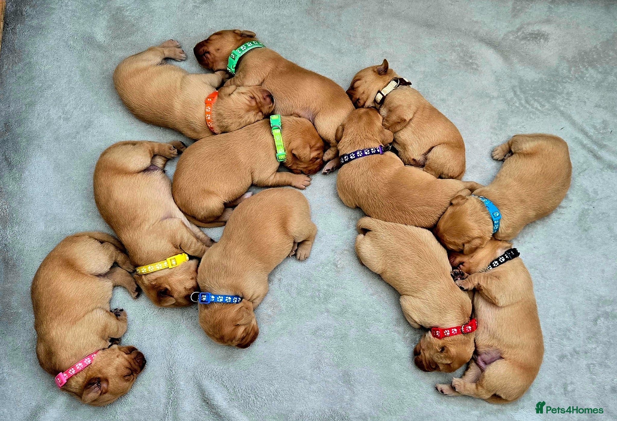 Labrador Retriever dogs Fox red labrador puppies KC Registered - Advert 1