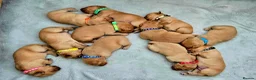 Labrador Retriever dogs for sale: Fox red labrador puppies KC Registered - Advert 9