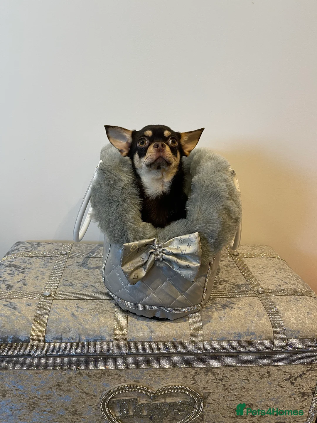 Chihuahua dogs for stud: STUNNING SMOOTH COAT CHIHUAHUA AVAILABLE AT STUD in Grays - Advert 6