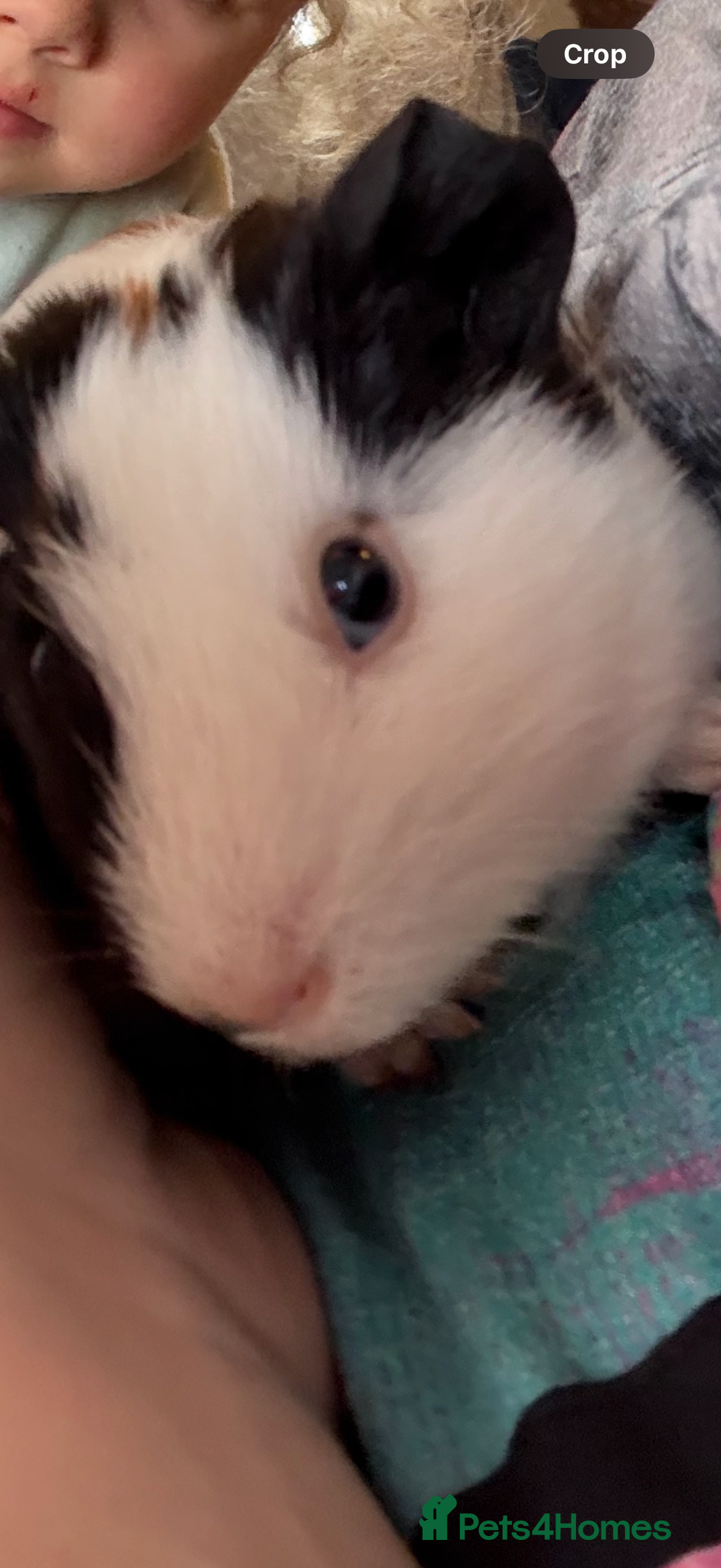 Guinea Pig rodents for sale: 2 Young Male Guinea Pigs - Cage included - Advert 3