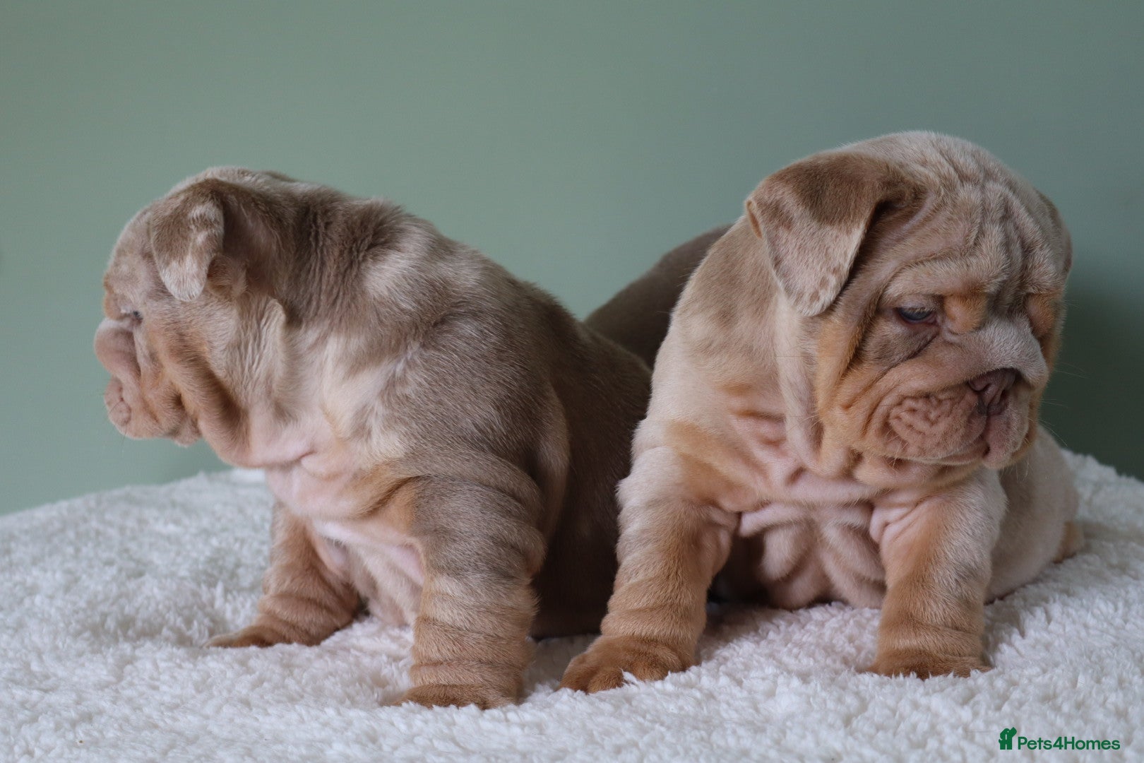 English Bulldog dogs Mr Muscles litter KC Quality English bulldogs - Advert 1