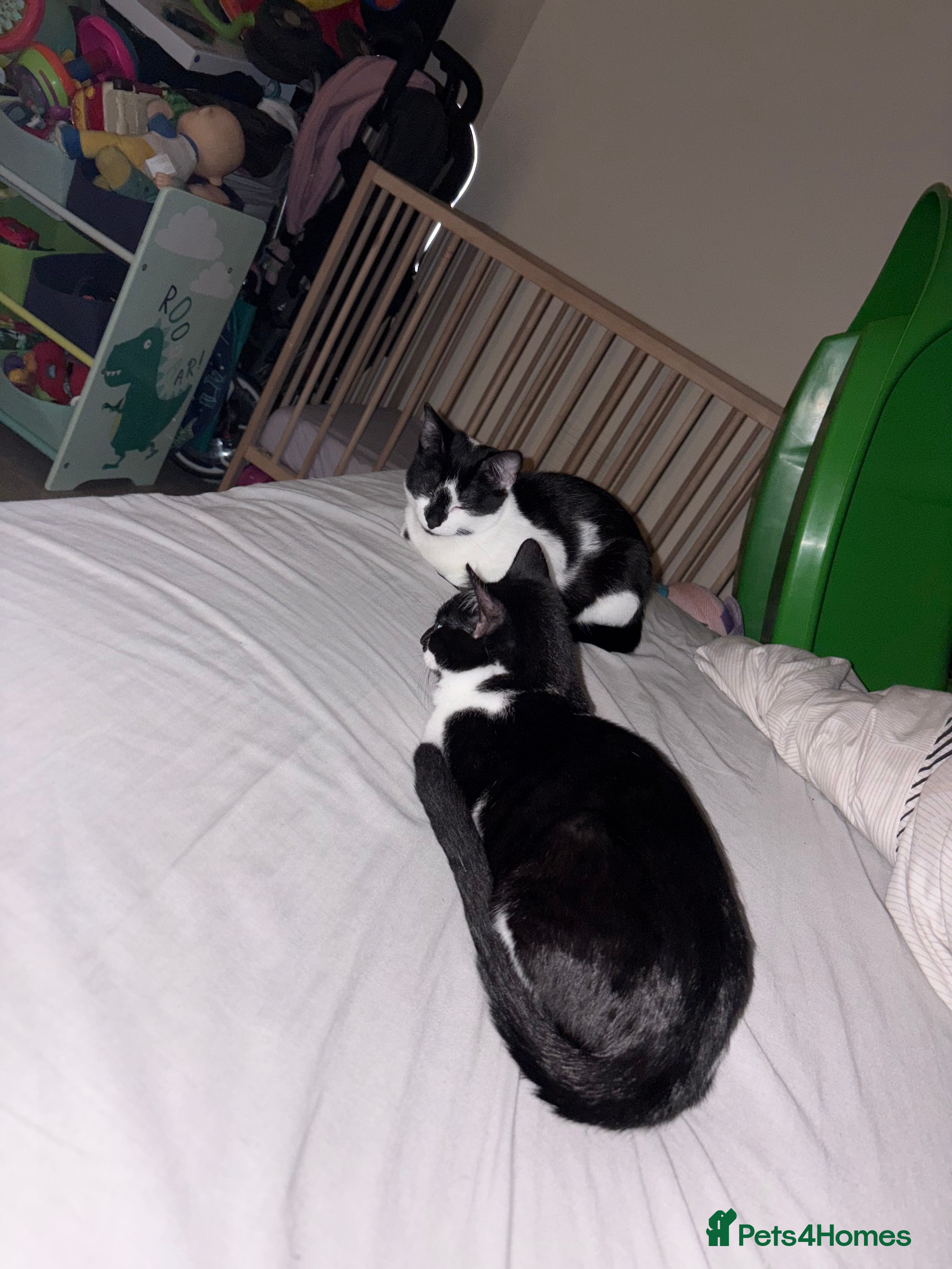 Domestic Shorthair cats Sister kittens - Advert 13