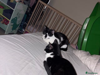 Domestic Shorthair cats Sister kittens - Advert 4