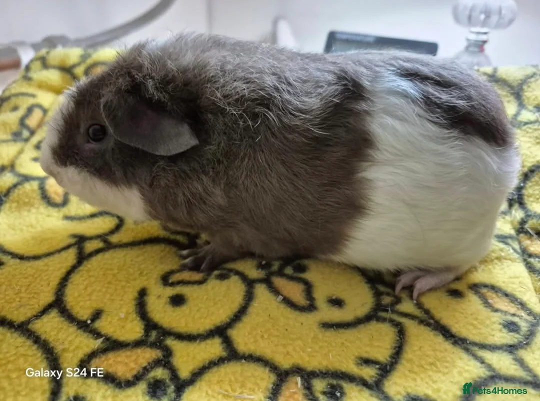 Guinea Pig rodents for sale: Boars (males) available for rehoming - Advert 8