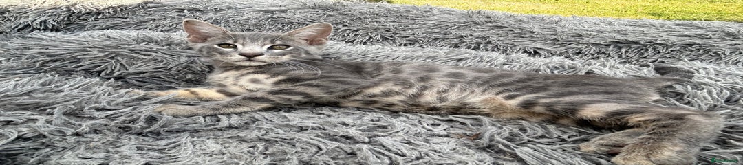 Bengal Kitten 2