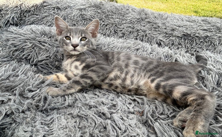 Bengal cats - Advert 6