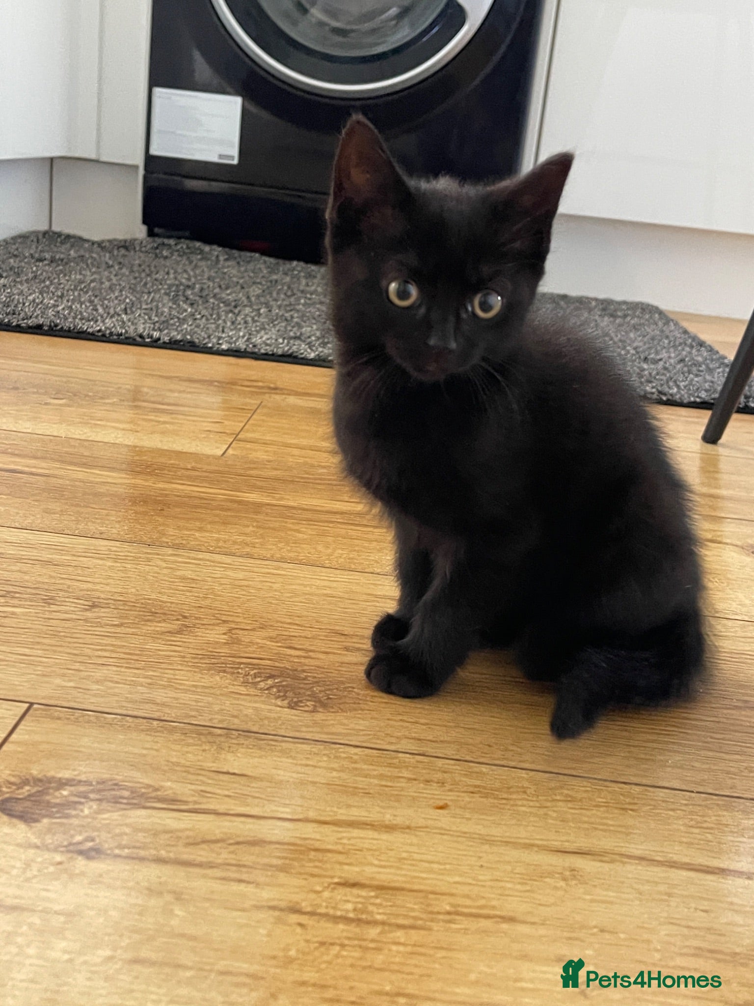 Mixed Breed cats Last Female kitten - Mixed british shorthair - Advert 1