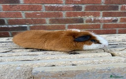 Guinea Pig rodents for sale: Teddy boar orange and white - Image 3