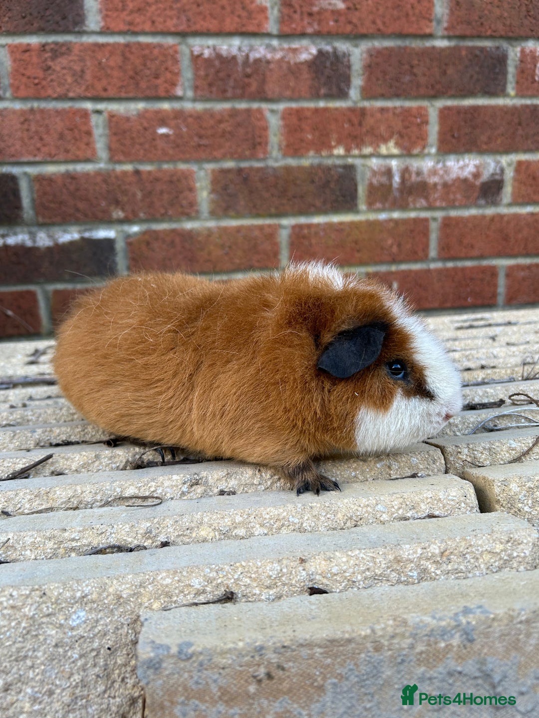 Guinea Pig rodents for sale: Teddy boar orange and white - Image 3